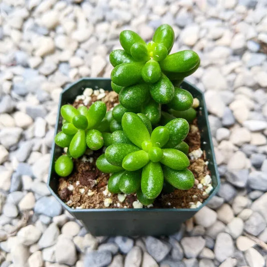 Sedum Hernandez