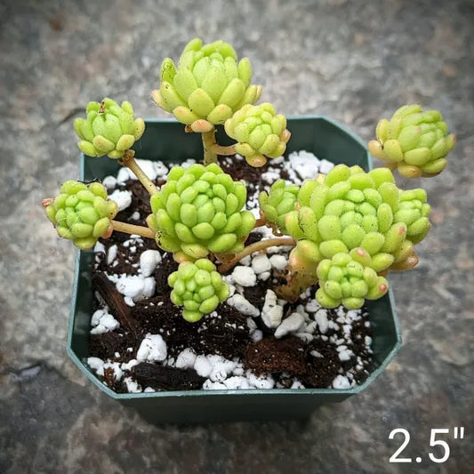 Sedum Hirsutum