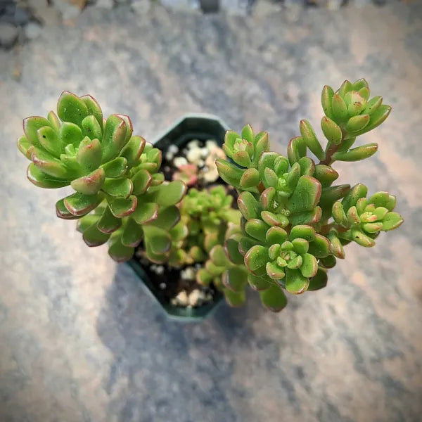 Sedum Joyce Tulloch