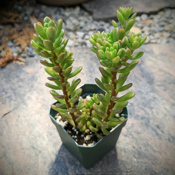 Sedum Joyce Tulloch