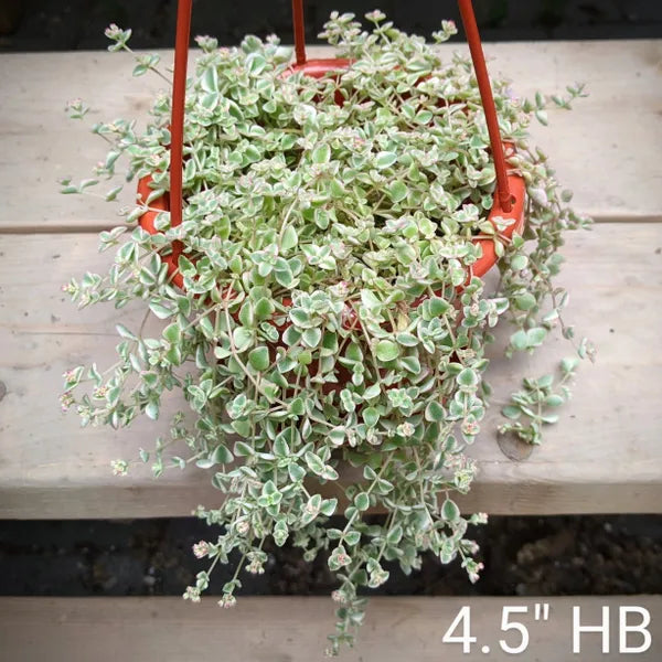 Sedum Little Missy