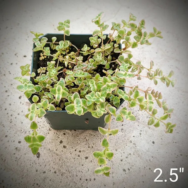 Sedum Little Missy