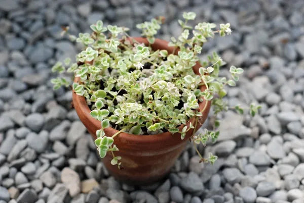 Sedum Little Missy