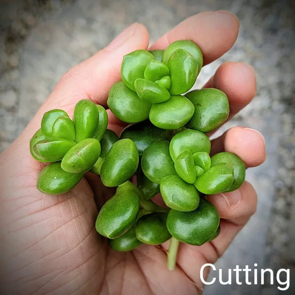 Sedum Lucidum