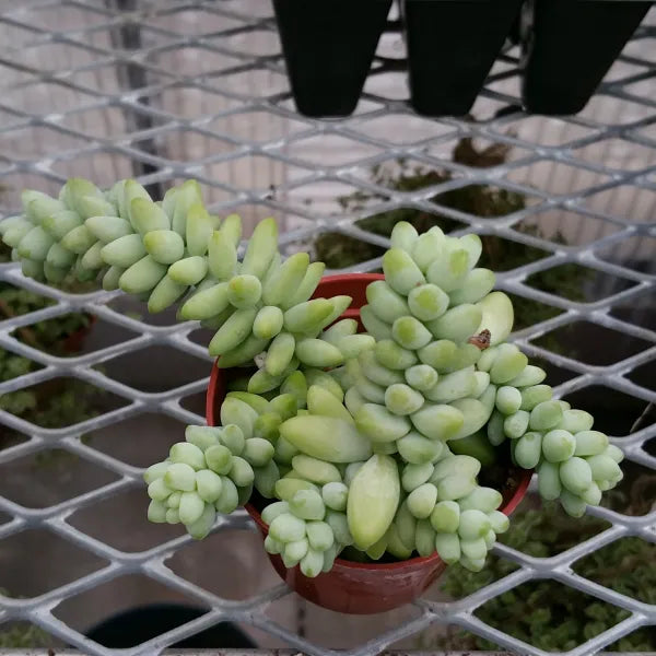 Sedum Morganianum Burrito - Round Leaf