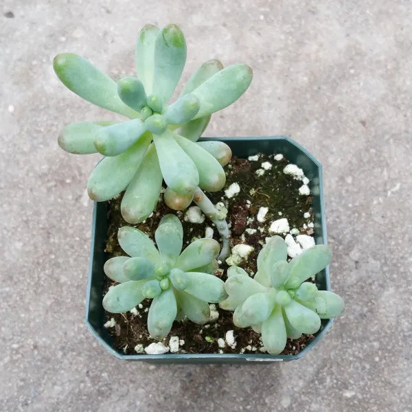 A close-up of Sedum Pachyphyllum, also known as "Blue Chiffon," showcasing its thick, blue-green, plump leaves arranged in a rosette pattern.