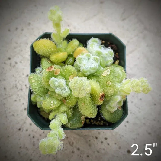 Sedum Piaxtlaense