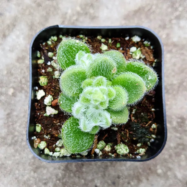 Sedum Piaxtlaense