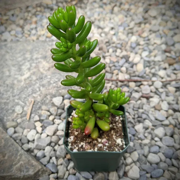 Trailing Sedum Rubrotinctum (Jelly Beans) succulent with plump green leaves.