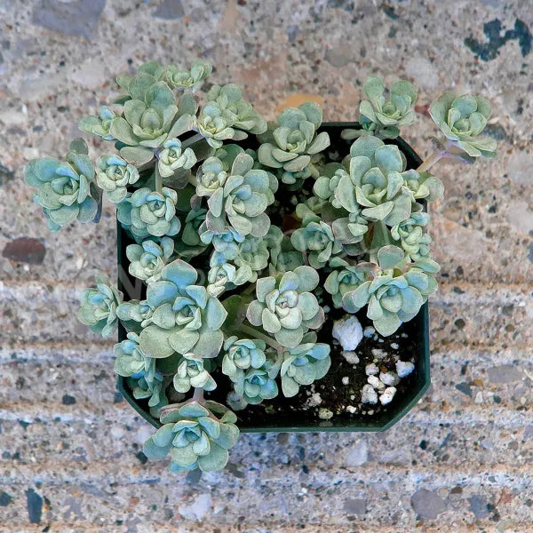 Sedum Spathulifolium