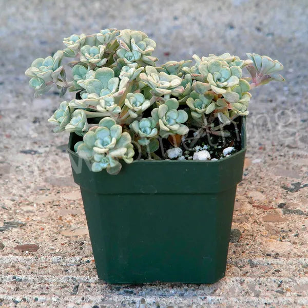 Sedum Spathulifolium