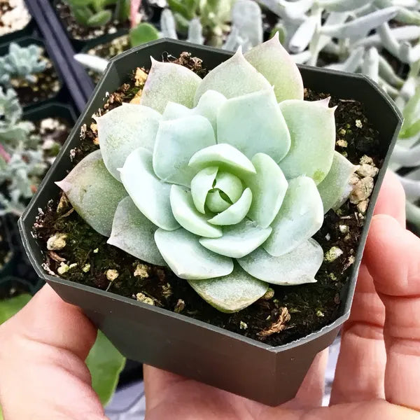 Sedum Suaveolens