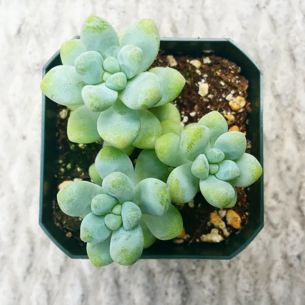 Close-up top view of Sedum Treleasei succulent showcasing plump blue-green leaves forming elegant rosettes.