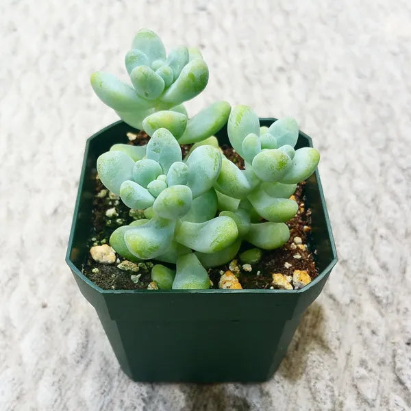 Close-up of Sedum Treleasei succulent showcasing plump blue-green leaves forming elegant rosettes.