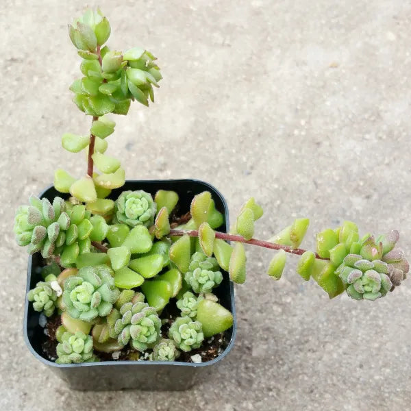 Sedum Versadense Chontalense