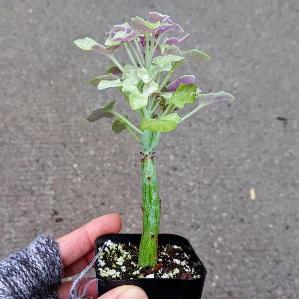 hot dog plant succulent Senecio Articulatus 'Candlelight' Variegated – Grow Something