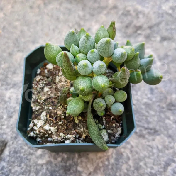 Senecio Citriformis