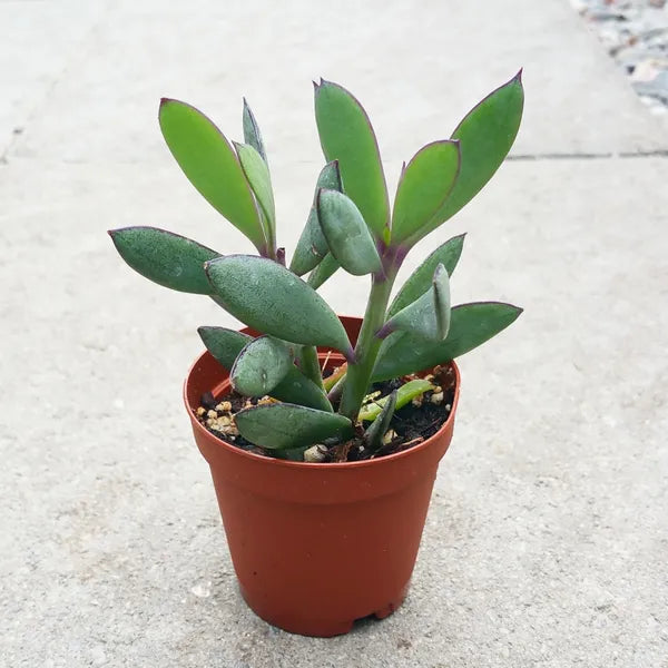 Senecio Crassissimus