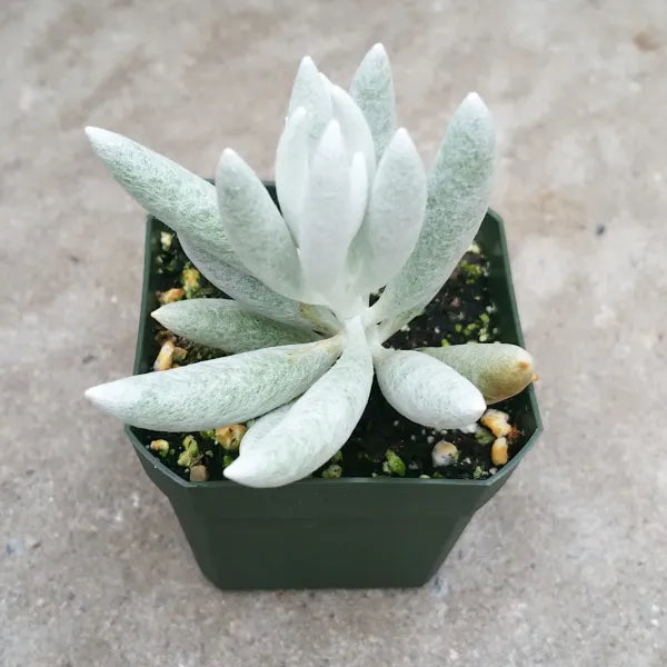 Senecio Haworthii "Cocoon Plant"