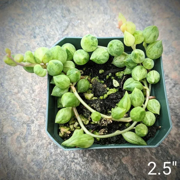 Senecio Herreianus ''Variegata''