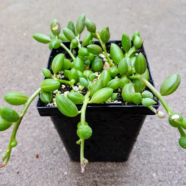 watermelon succulent Senecio Herreianus