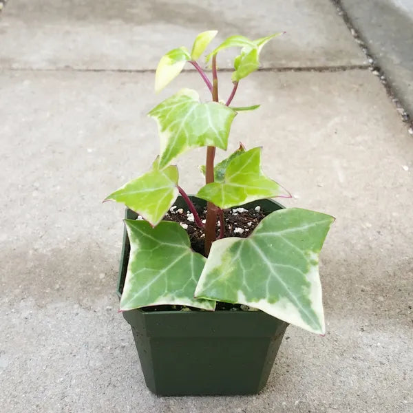 wax ivy succulent Senecio Macroglossus 'Variegatus'