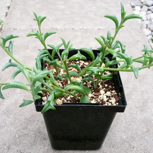 Senecio Peregrinus, commonly known as the String of Dolphins, displayed in a 3.5-inch pot. The succulent features trailing stems with leaves that resemble tiny, leaping dolphins, creating a playful and unique appearance. The plant is shown with healthy, green foliage, perfect for indoor hanging displays.