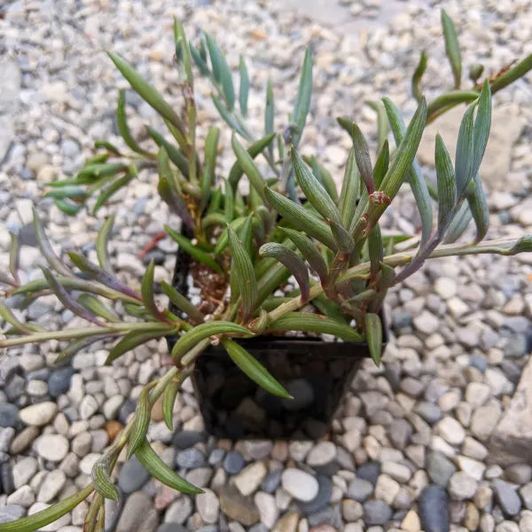 Senecio Radicans aka Fishhooks or String of Bananas