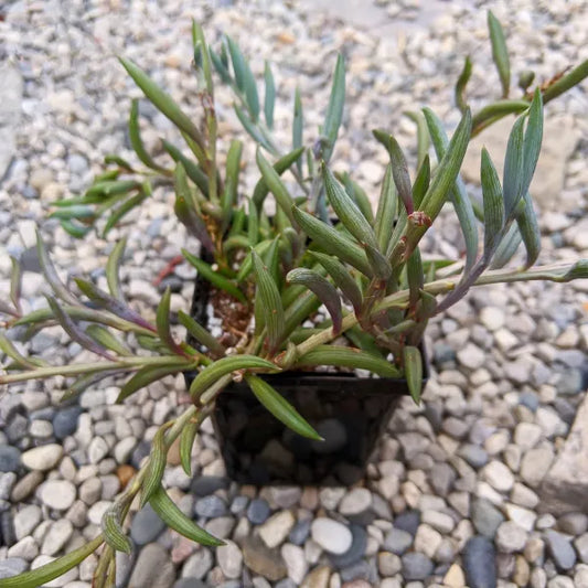 Senecio Radicans aka Fishhooks or String of Bananas