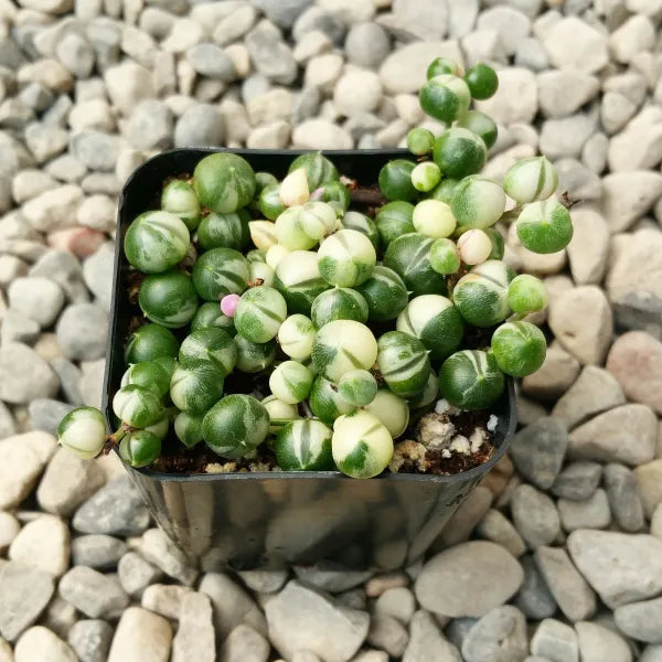 Senecio Rowleyanus "String of Pearls" Variegated