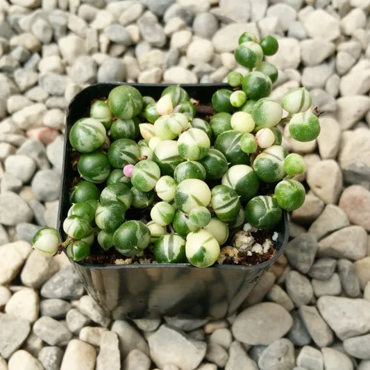 Senecio Rowleyanus "String of Pearls" Variegated