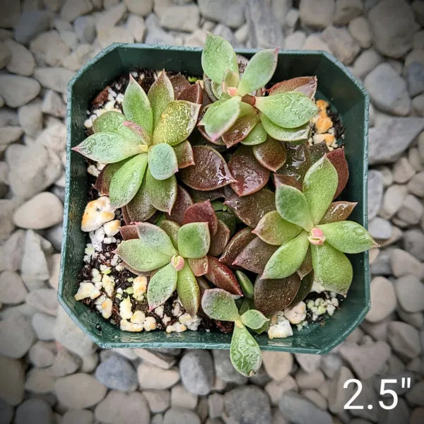 Sinocrassula Indica