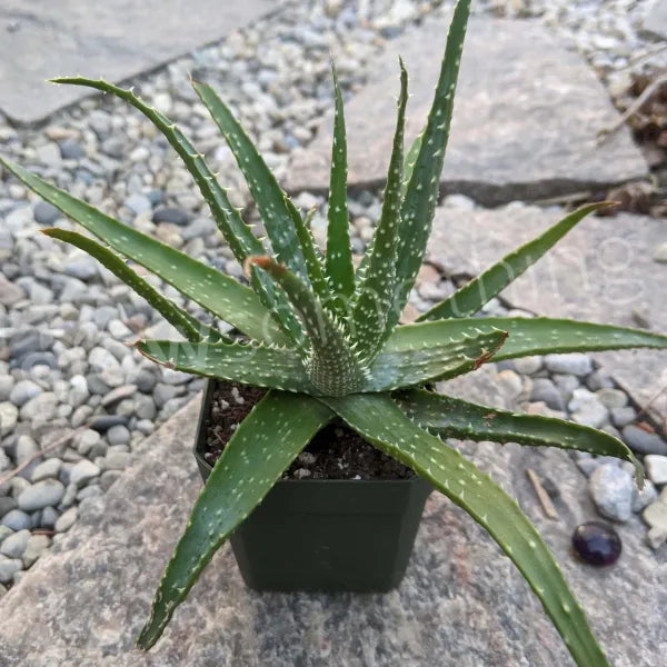 spider aloe vera plant Aloe Humilis