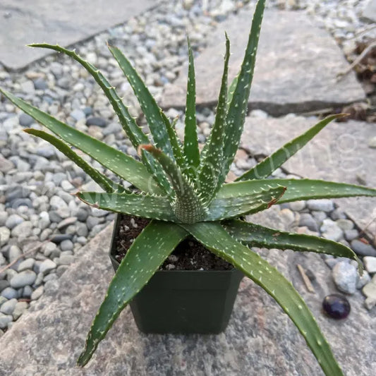 Aloe Humilis - Spider Aloe