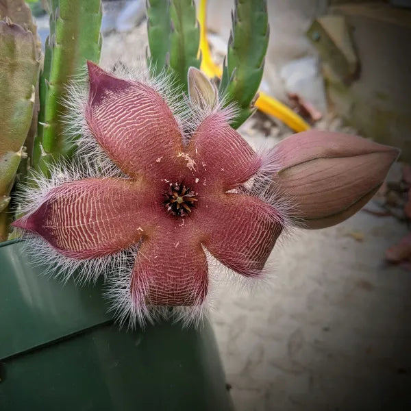 Stapelia Grandiflora