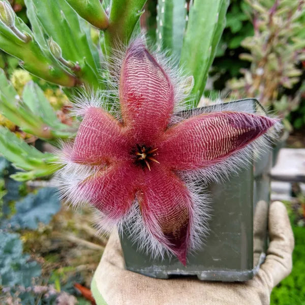 Stapelia Grandiflora