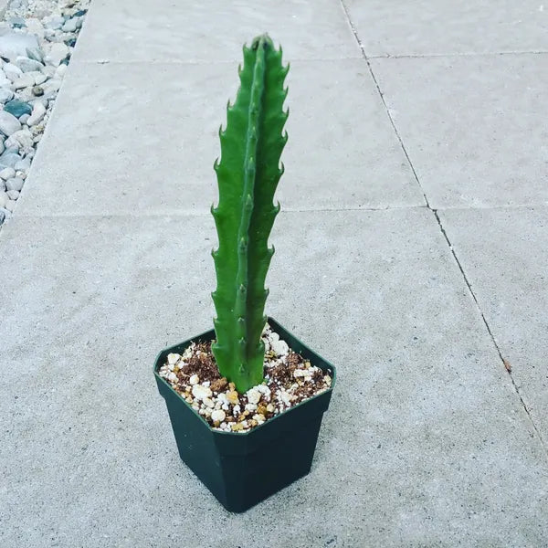 Stapelia Grandiflora