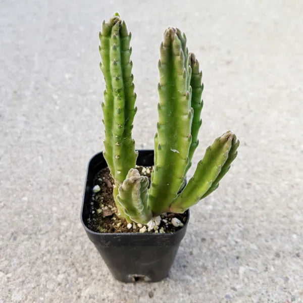 Stapelia Leendertziae Burgundy Bell