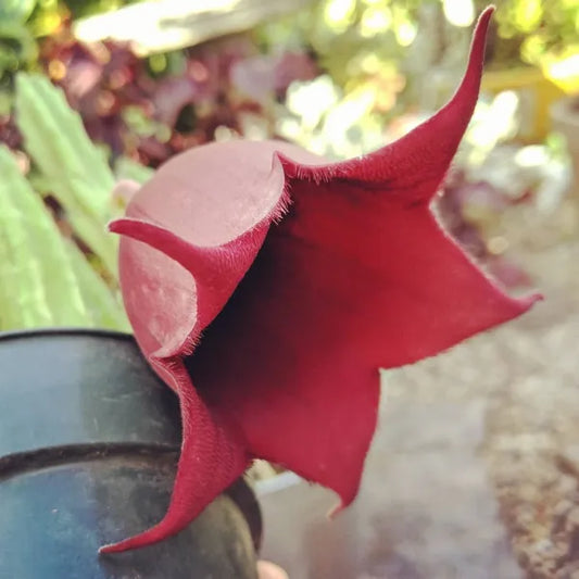 Stapelia Leendertziae Burgundy Bell