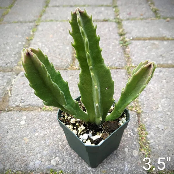 Image of a Stapelia Gigantea plant, also known as the Giant Starfish Flower, showing its thick, fleshy green stems.