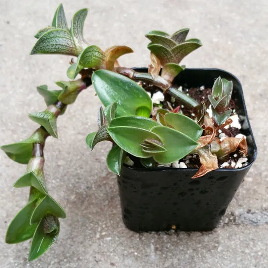 Tradescantia Navicularis