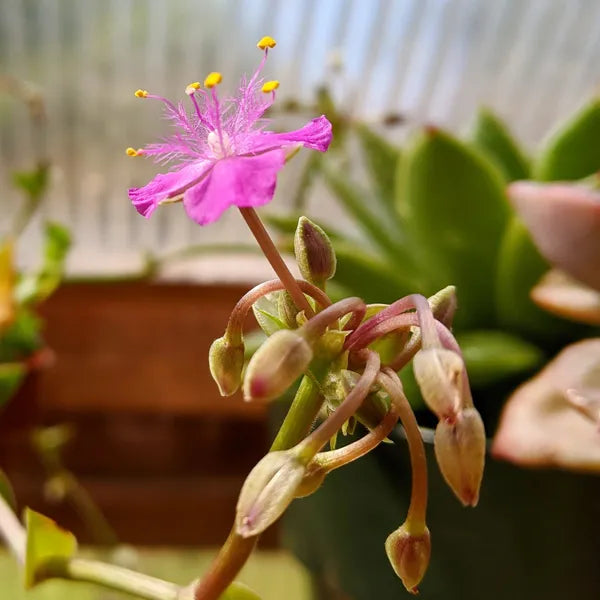 Tradescantia Navicularis