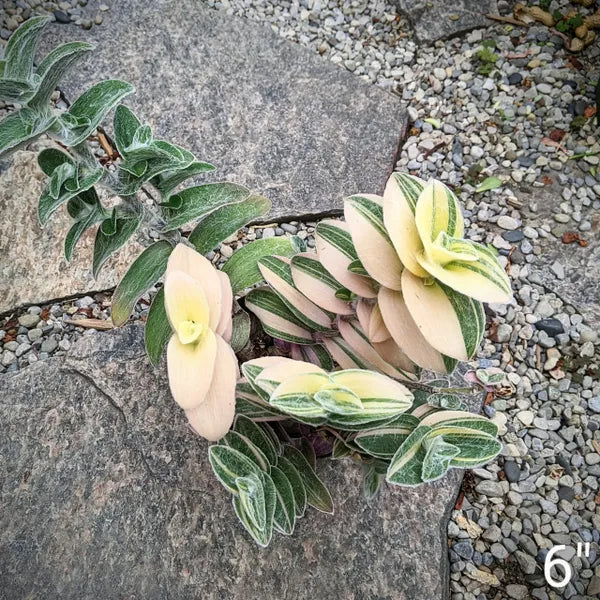 Variegated Tradescantia Sillamontana with fuzzy, striped leaves in shades of green and cream, displayed in a plastic pot with a natural garden gravel background.