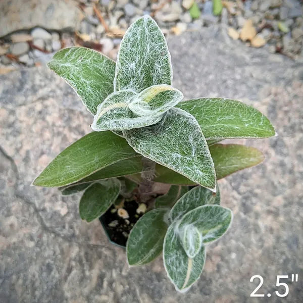 Variegated Tradescantia Sillamontana with fuzzy, striped leaves in shades of green and cream, displayed in a plastic pot with a natural garden gravel background.