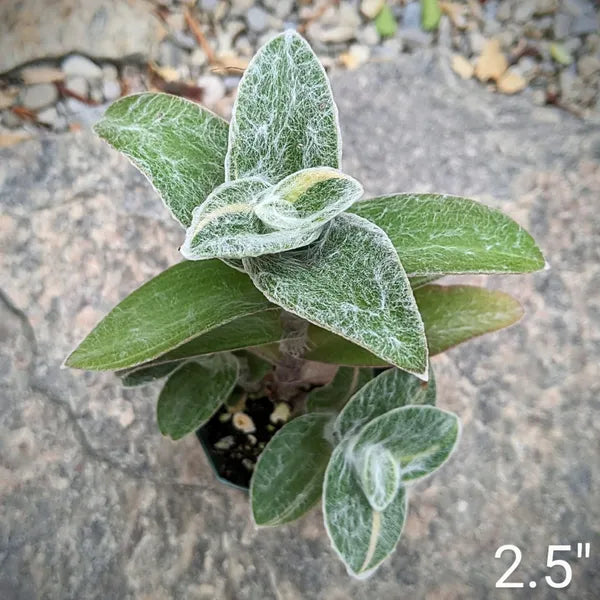 Tradescantia Sillamontana Variegated