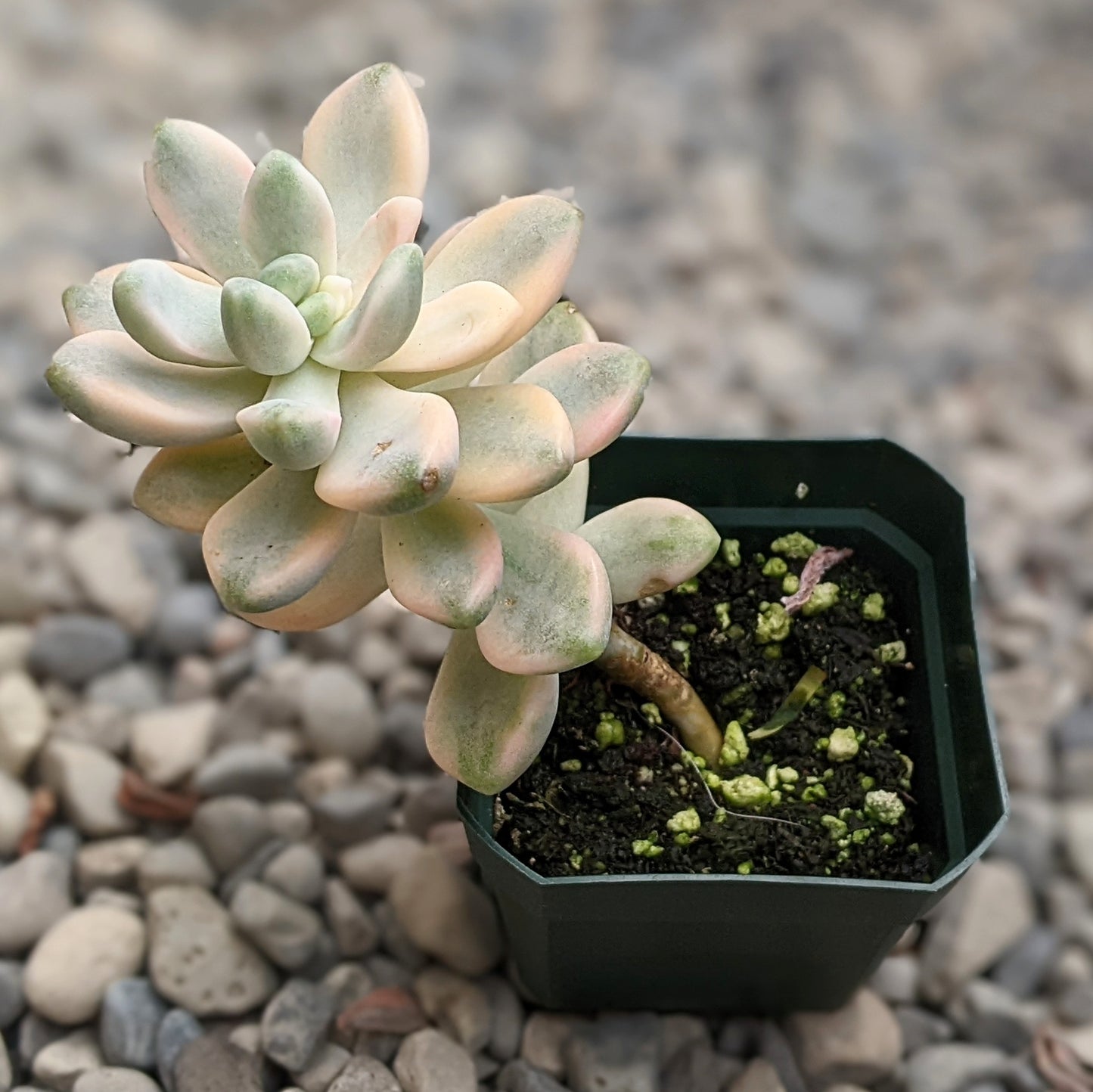Variegated Ghost Plant (Graptopetalum Paraguayense) with pastel-coloured, fleshy leaves arranged in a rosette pattern, displayed in a plastic pot with a natural garden gravel background.