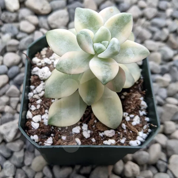 Variegated Ghost Plant (Graptopetalum Paraguayense) with pastel-coloured, fleshy leaves arranged in a rosette pattern, displayed in a plastic pot with a natural garden gravel background.