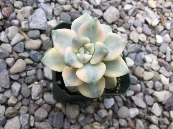 Top view of Variegated Ghost Plant (Graptopetalum Paraguayense) with pastel-colored, fleshy leaves arranged in a rosette pattern, displayed in a plastic pot with a natural garden gravel background.