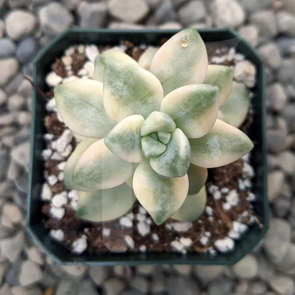 Top view of Variegated Ghost Plant (Graptopetalum Paraguayense) with pastel-coloured, fleshy leaves arranged in a rosette pattern, displayed in a plastic pot with a natural garden gravel background."