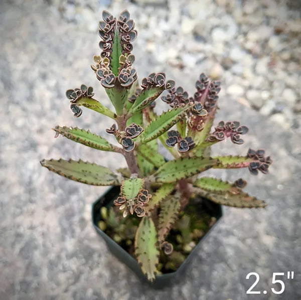 mother of thousands succulent plant Kalanchoe Daigremontiana – Mother of Thousands Succulent – Grow Something